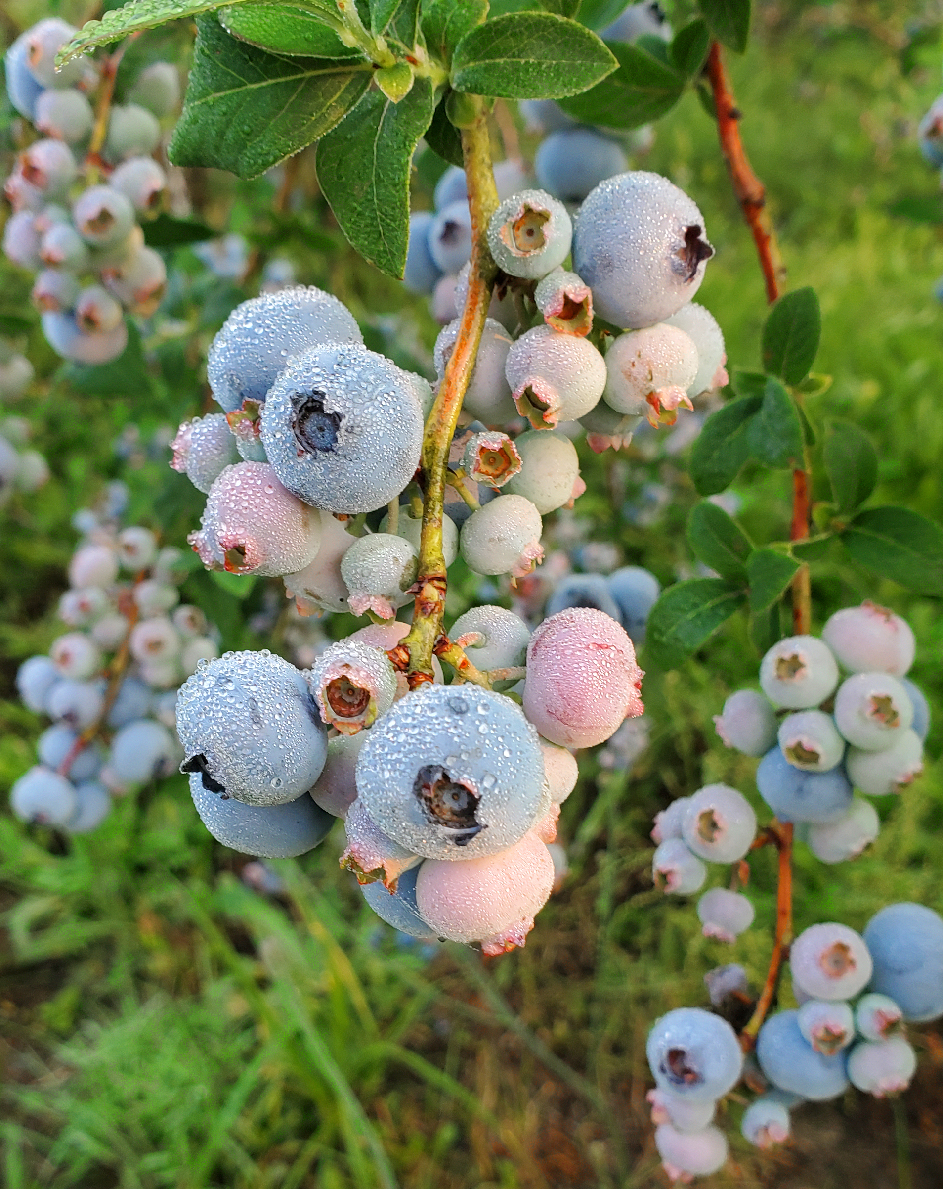 Blueberries with dew on them.